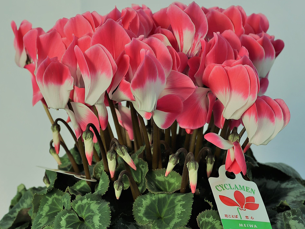 プルマージュロイヤルピンク