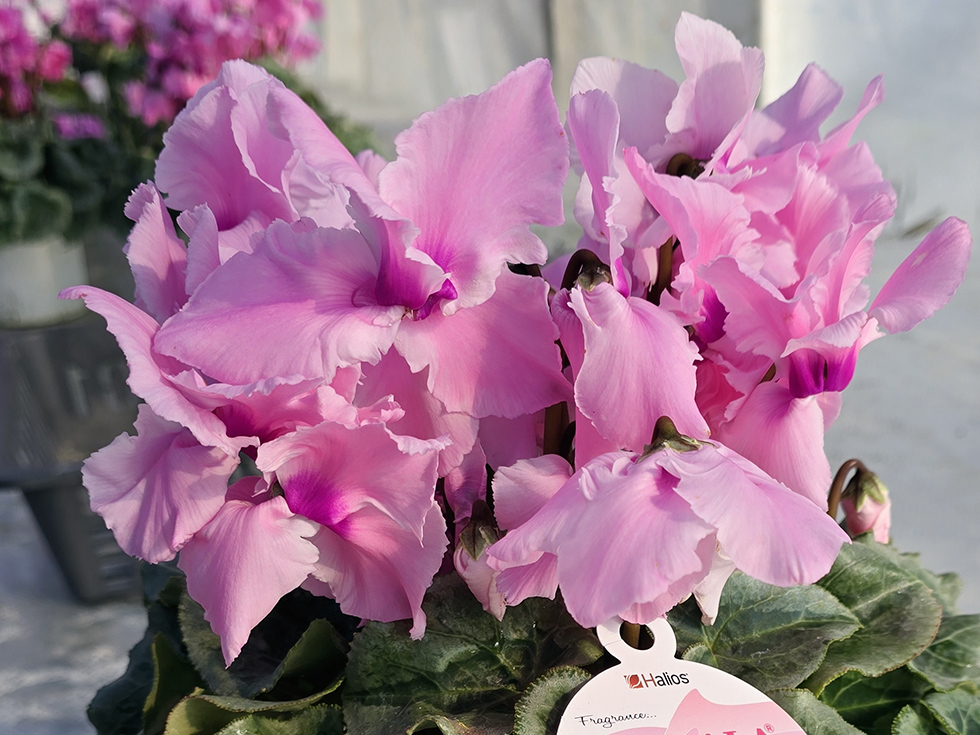 ファルバラローズ