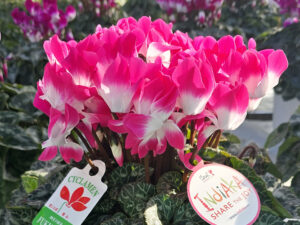 インディアカピンク