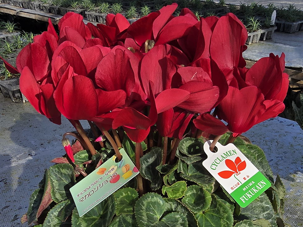 マカロンショコラ