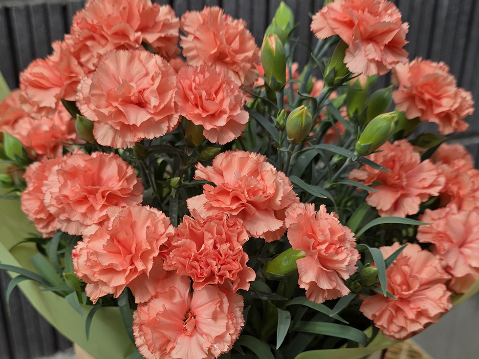 メープルシフォン