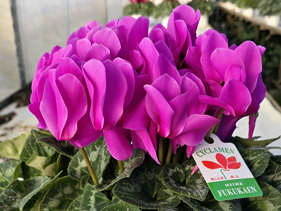 カレンライトパープル