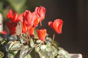 暑さに強く、長く楽しめる丈夫な花