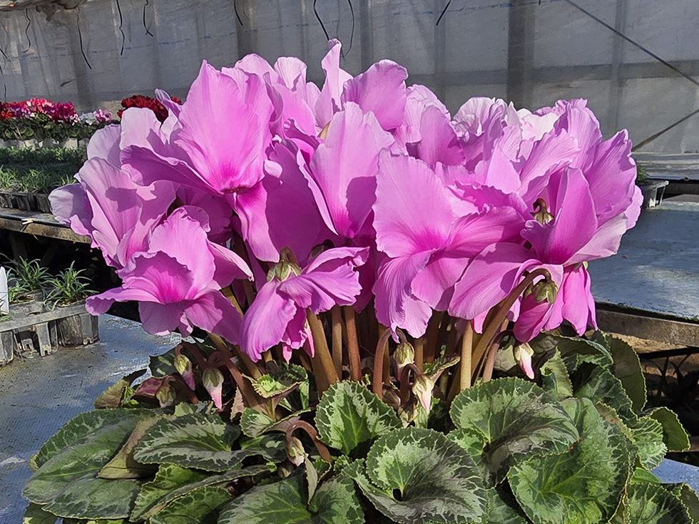 あげはライトローズ