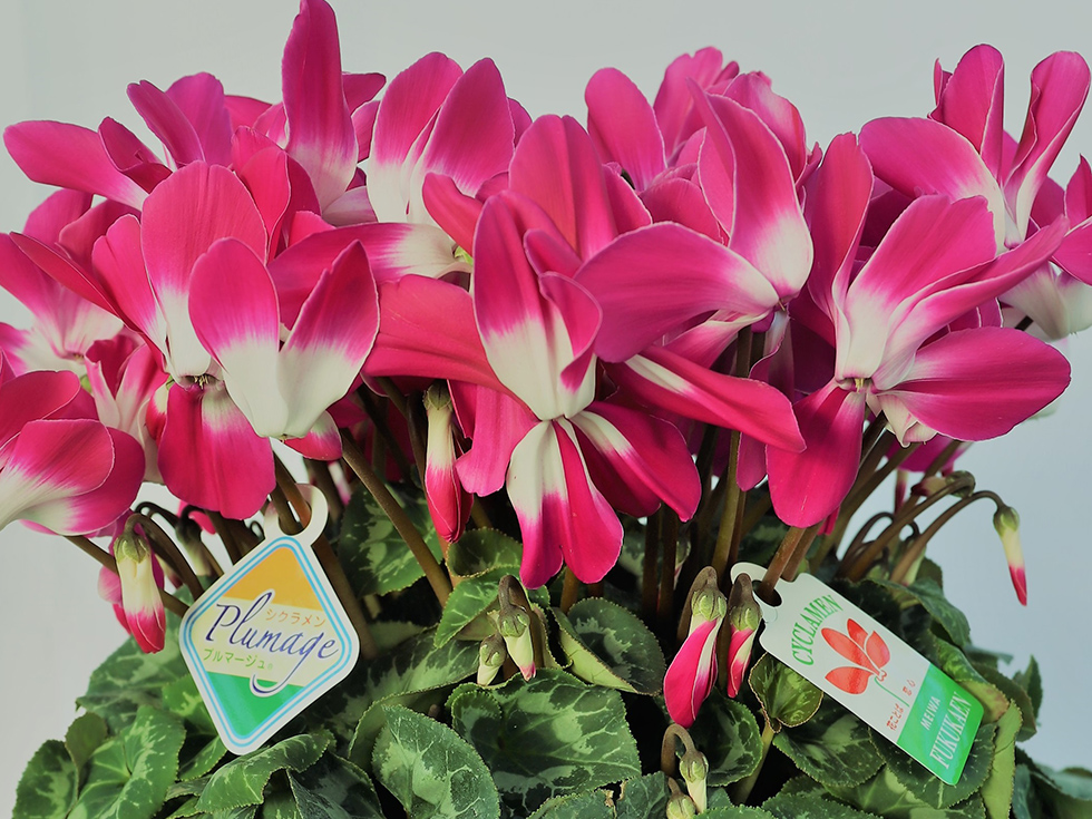 プルマージュパープル