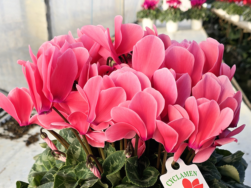 カレンサーモンピンク