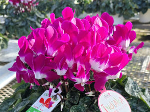 インディアカパープル