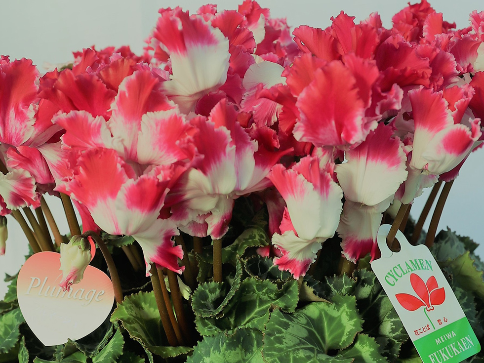 プルマージュS・ワイン