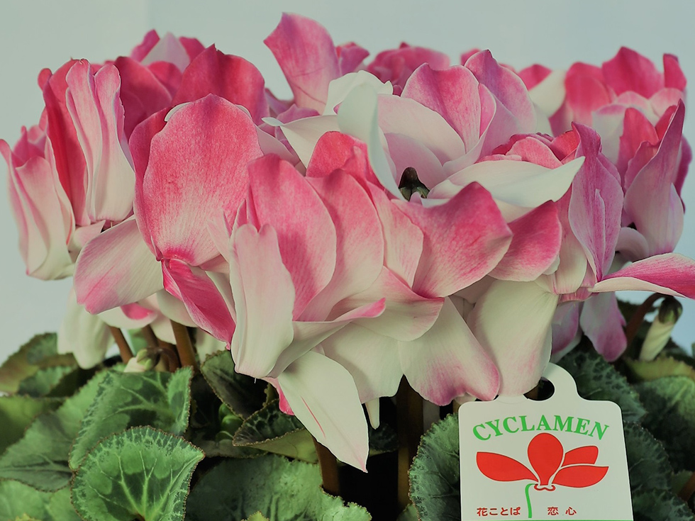 ブラッシュインテンス