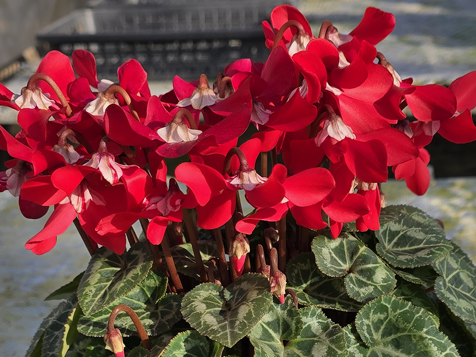 ジックスレッド