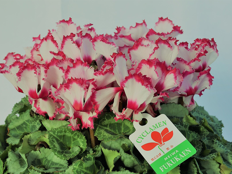 早川ビクトリア