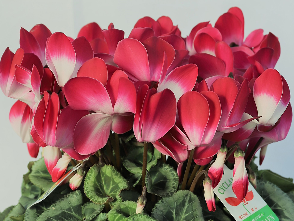 プルマージュレッド