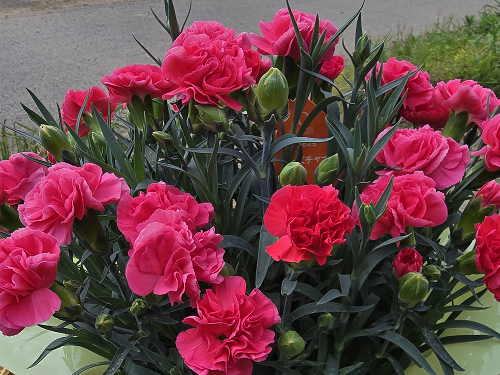 ローズチャーム