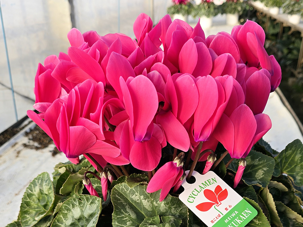 カレンピンク