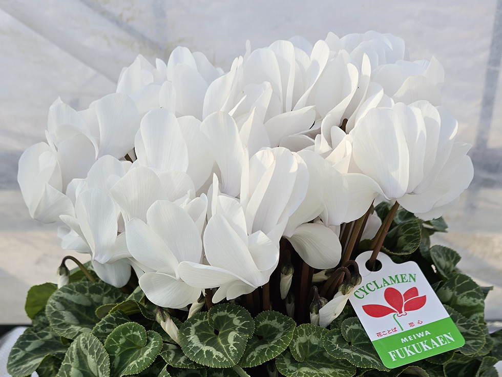 カレンホワイト