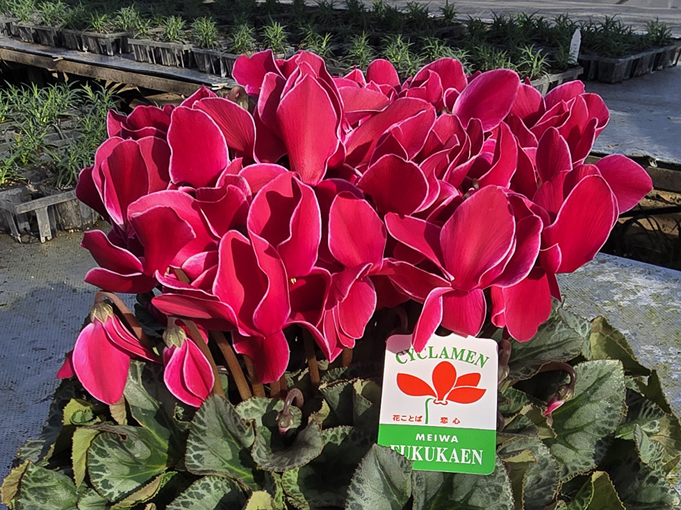 カーリーパープルウィズエッジ