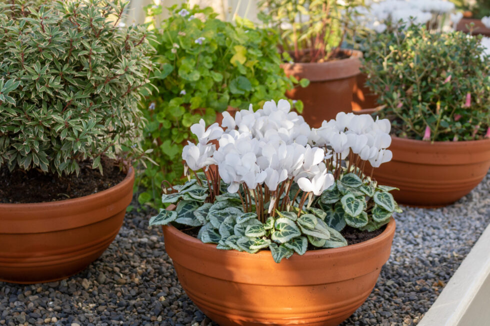 贈り物にも、ご自宅用にもぴったりな一鉢を