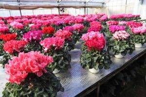 豊富な品種からお気に入りの一鉢を選べます