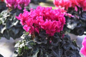 高温環境で育てた、耐久性に優れた花