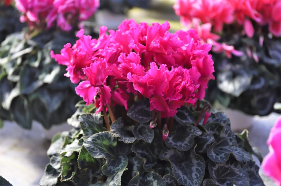 高温環境で育てた、耐久性に優れた花