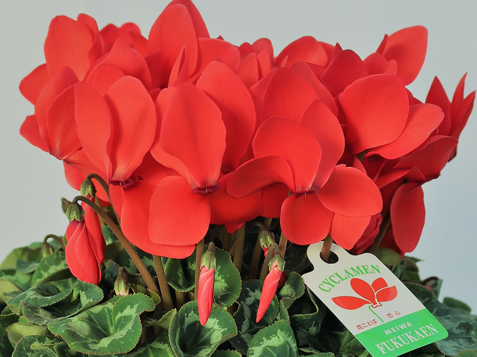 レッドレブル