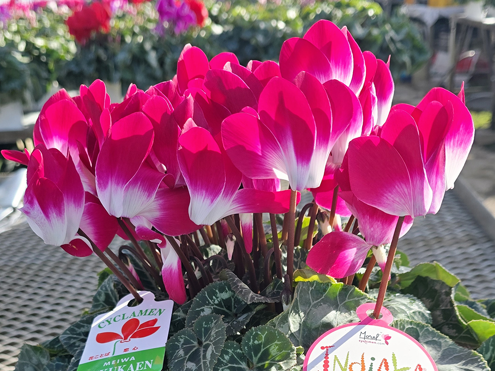 インディアカレッド