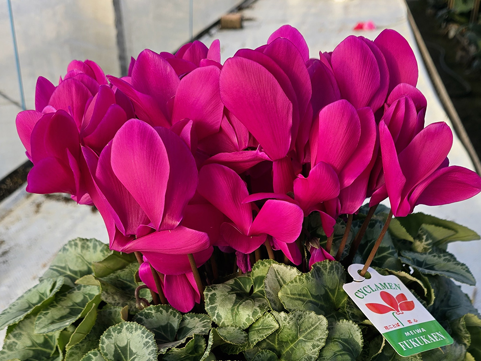 カレンパープル