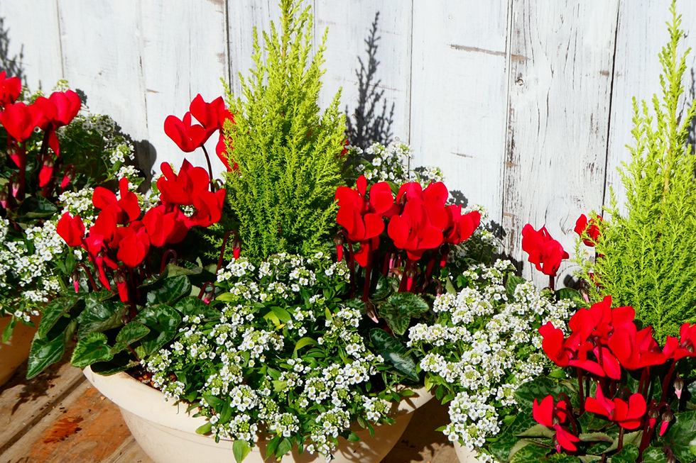 販売・装飾・イベントに向けた安定供給が可能です