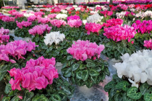多品種の中から選べる、鮮やかな花のラインナップ