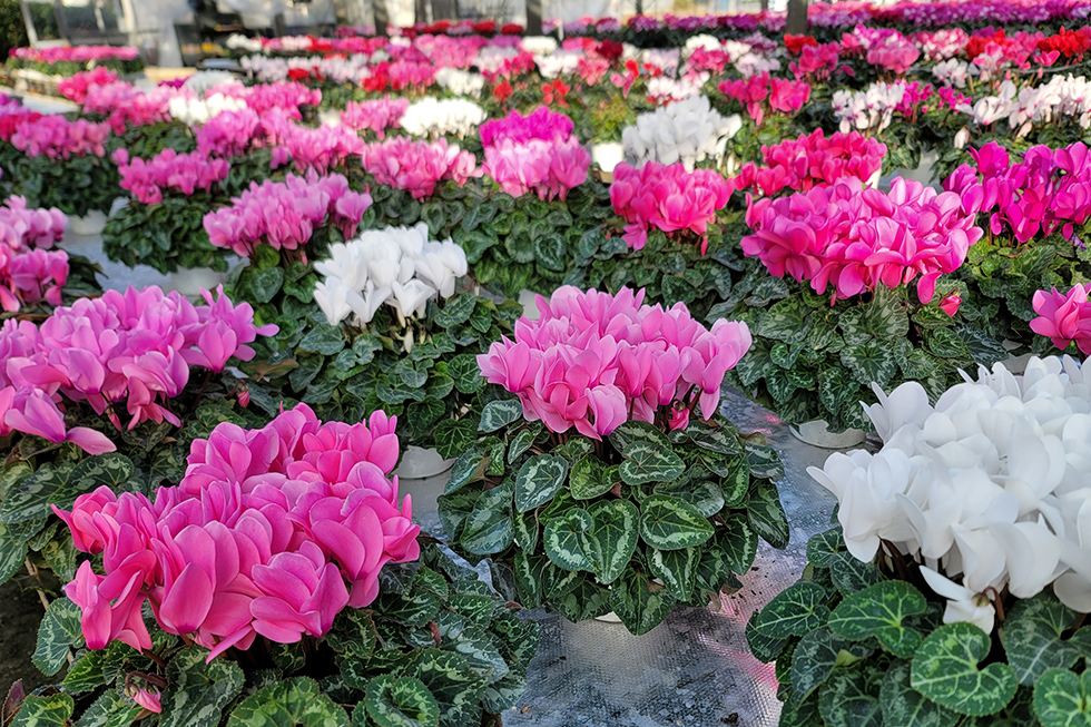 多品種の中から選べる、鮮やかな花のラインナップ