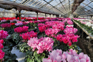 2品種に特化した専門的な品質と安定供給